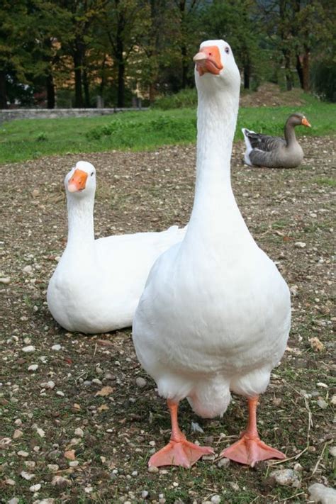 These geese are not as heavy as a Toulouse or White Embden, but they mature early. . Goose for sale near me